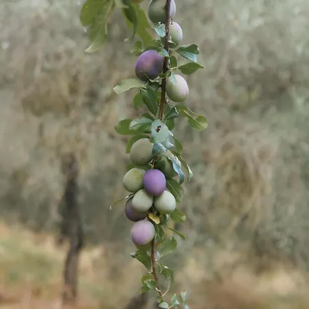 Bauernhof Aura Toscana Boutique *